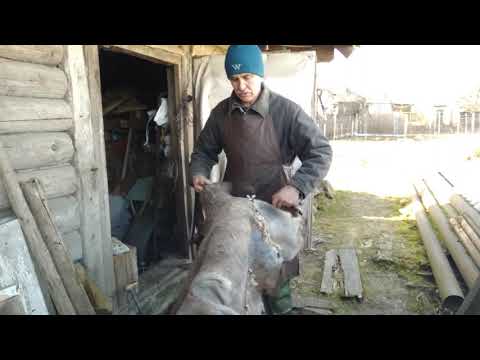 Видео: Первичная обработка. Мездрение.