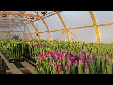 Видео: Выгонка июльпана к 8 марта