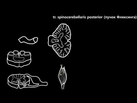 Видео: краткий обзор на проводящие пути головного и спинного мозга