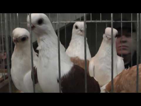 Видео: Выставка голубей 2019 ЦСК МОСКВА( часть 1)