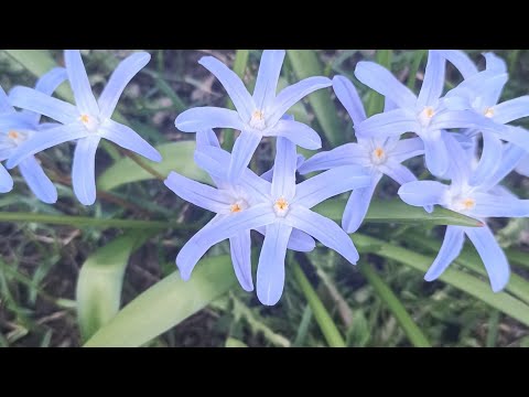 Видео: Холодный май. Небольшой обзор роз и сада в целом.