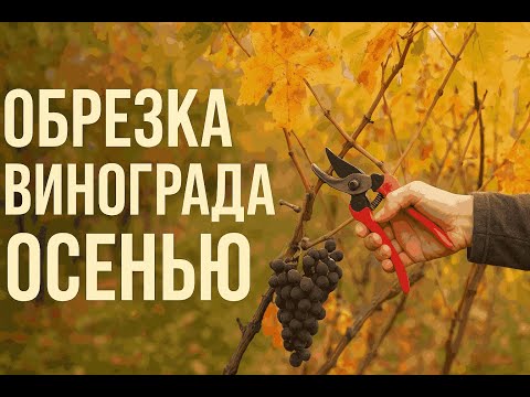 Видео: Секреты обрезки винограда для большого урожая