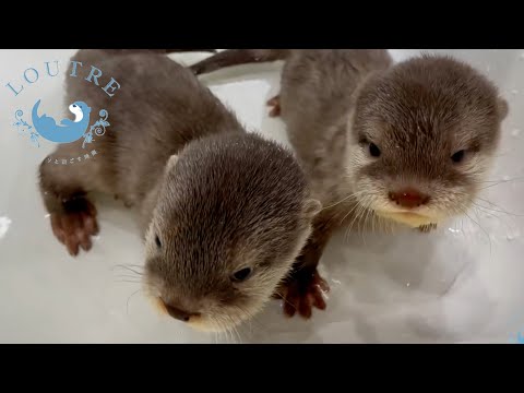 Видео: Как детеныш выдры учится плавать