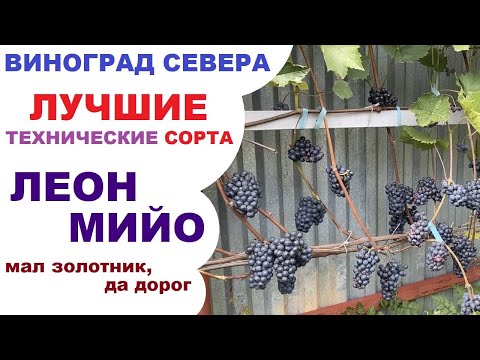 Видео: Виноград Леон мийо в северном Подмосковье или болезням не подвержен, но осами любим