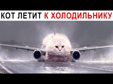 Видео: Лютые приколы. Мой кот летит к холодильнику.