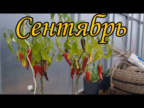 Видео: Сентябрь/ Девочки едут на дачу #киров