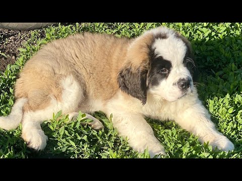 Видео: Купили собаку/ сенбернар «Бетховен»