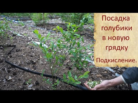 Видео: Посадка голубики в новую грядку.