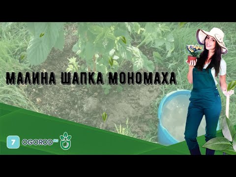 Видео: Малина Шапка Мономаха