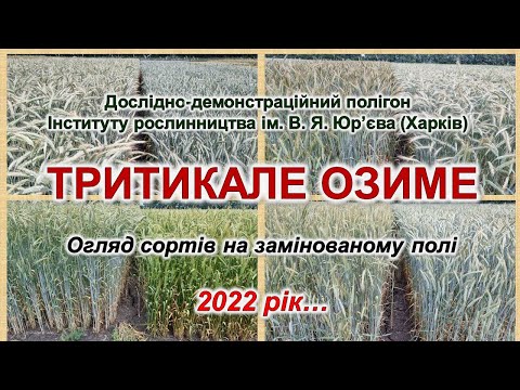Видео: Огляд кращих сортів тритикале озимого на полігоні Інституту рослинництва ім. В. Я. Юр'єва