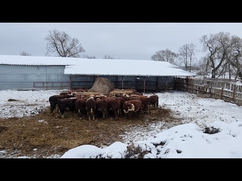 Видео: СЕНО ВВОЛЮ СТАВИМ БЫЧКАМ.  Много кормов - легкая зимовка. январь 22 года.