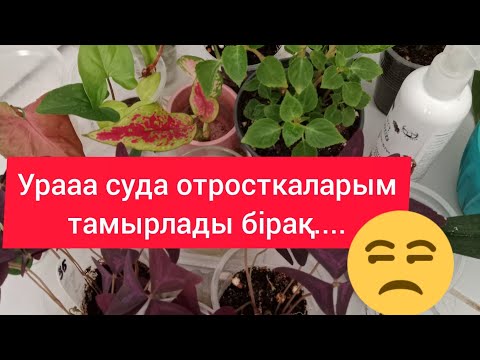 Видео: ГҮЛДЕРІМ СУДА ТАМЫРЛАДЫ БІРАҚ СТРЕСКЕ ТҮСТІ АНТИСРЕС ПАЙДАЛАНДЫМ