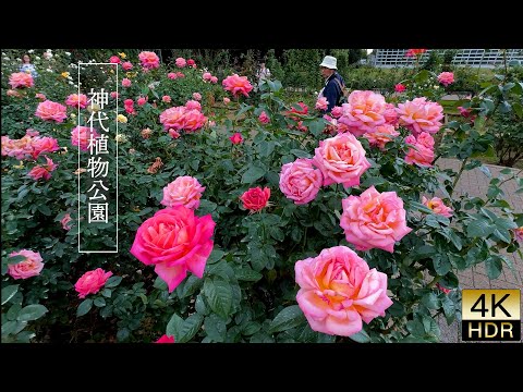 Видео: 【4K HDR Rose】В Токио наступил сезон любования осенними розами.