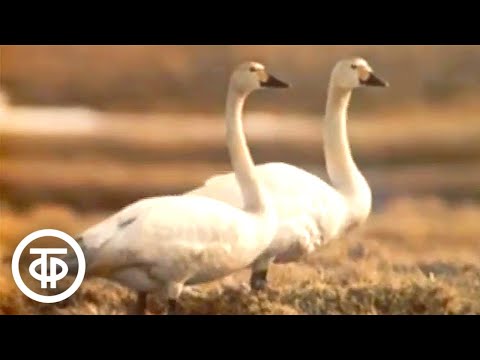 Видео: В объективе - животные. Малый лебедь (1985)
