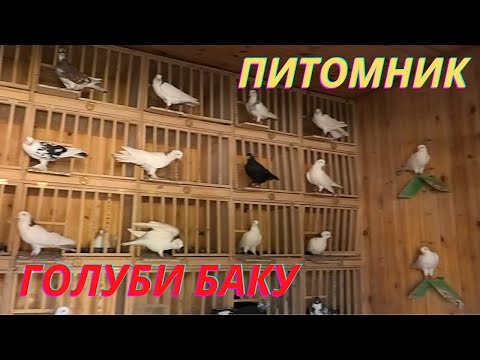 Видео: Бакинские, Иранские голуби Дадашева Назима в Баку!