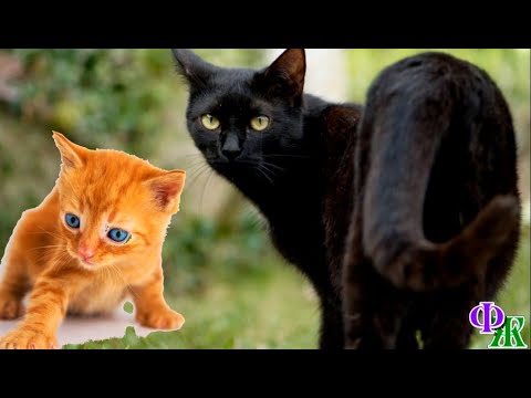 Видео: Сатана 3. «Наверно не видать мне кошачьего рая» - подумал худой голодный котёнок и жалобно заплакал…