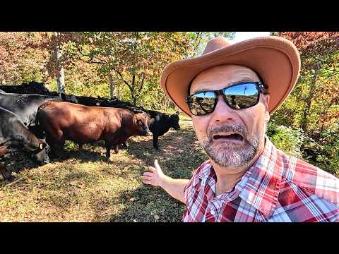 Видео: Таинственный охотник рыщет по нашей ферме в Северной Каролине! Что это?