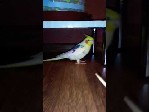 Видео: Гучи-корелла поет,говорит.Дабстеп.Смотреть до конца🤣там самое интересное✌️