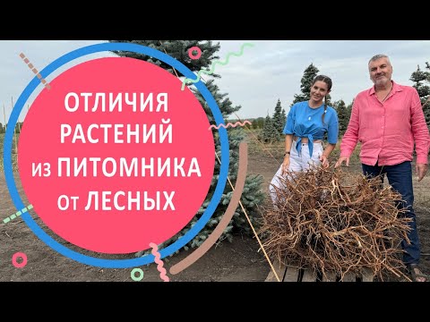 Видео: Отличия растений из питомника и из леса или за что питомники берут деньги?