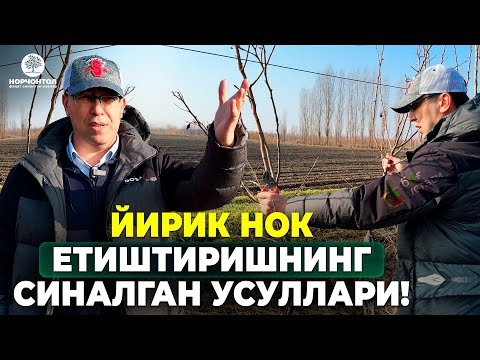 Видео: НОКНИ СТОЛБАСИЗ ЎСТИРИШ “МИНУСЛАРИ”! | ШУҲРАТ АБРОРОВ #shuhratabrorov #kesish #nok #shaklberish