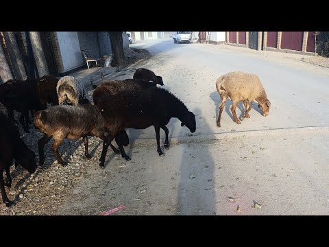 Видео: Ассаломуалекум Кыргызстан