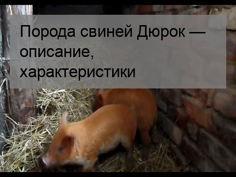 Видео: Порода свиней Дюрок — описание, характеристики