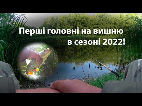 Видео: Перші головні на вишню в сезоні 2022!