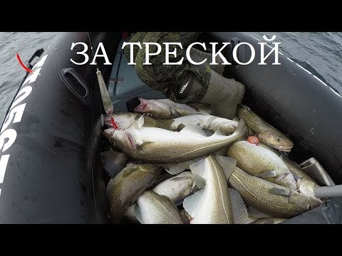 Видео: ТРЕСКА ИДЁТ ПОЛНЫМ ХОДОМ / COD IS IN FULL SWING