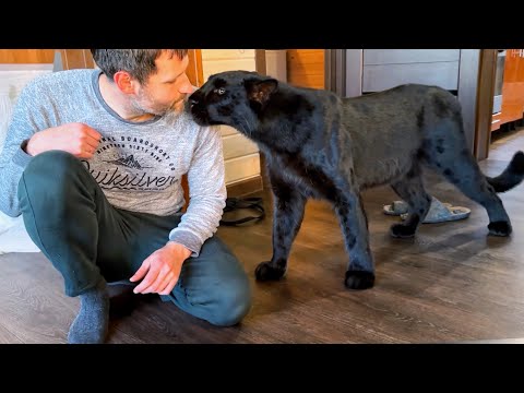 Видео: Встречаем Вовочку из командировки с пантерой Луной 😁