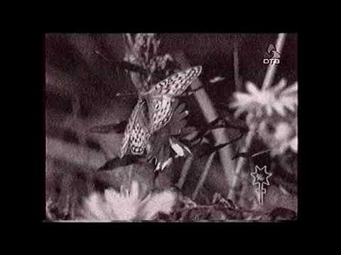 Видео: Зарисовка перед "Петербургским временем" (ОТВ, 19.10.2005)