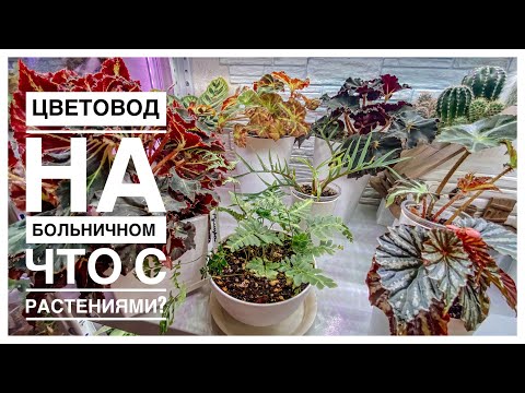 Видео: Будни цветовода | засохли у меня цветы 🙈|24.10.2023г.