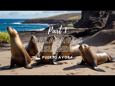 Видео: ОТПУСК НА ГАЛАПАГОССКИХ ОСТРОВАХ: прогулка по городу, морские котики, рестораны (часть 1)