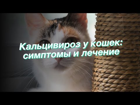 Видео: Кальцивироз у кошек: симптомы и лечение