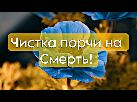 Видео: чистка порчи на СМЕРТЬ