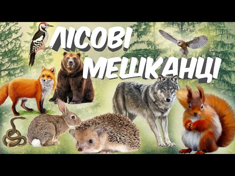 Видео: Лісові мешканці🐻Вивчаємо лісових тварин🐺Про тварин дітям🐰