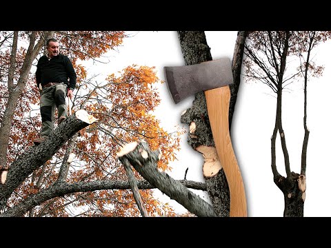 Видео: Обрезка дуба топором (и бензопилой), чтобы очистить его рост с помощью специалистов