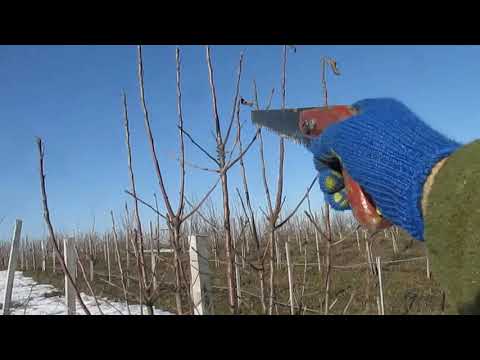 Видео: ОБРЕЗКА ЯБЛОНЬ РАЗНЫХ ВОЗРАСТОВ И РАЗНОЙ СИЛЫ РОСТА.