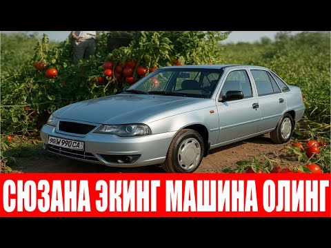 Видео: Машина олишни хоҳлайсизми Сюзана Плюс F1 экинг! (Tomato Suzana Plus F1-Sakata)