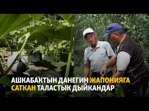 Видео: Ашкабактын данегин Жапонияга саткан таластык дыйкандар