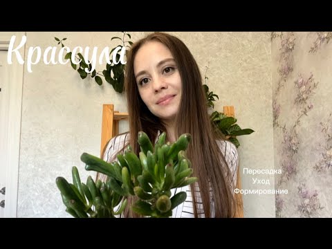 Видео: Крассула: пересадка, уход, формирование, размножение