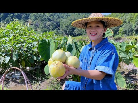 Видео: Дыня спелая, сладкая и вкусная, нравится всем троим детям