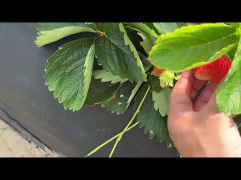 Видео: Клубника сорта Надия, Александра, Лючия. Обзор на первогодки.