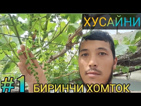 Видео: УЗУМНИ БИРИНЧИ ХОМТОК КИЛИШ