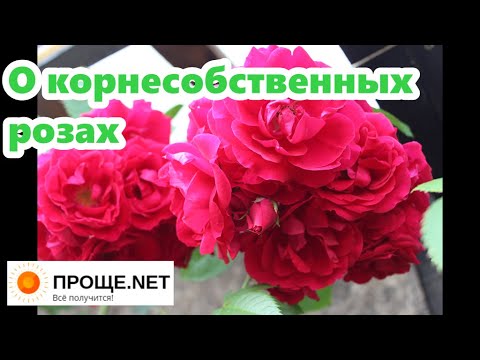 Видео: Просили показать мои корнесобственные розы?🌹 Показываю и развеиваю миф.