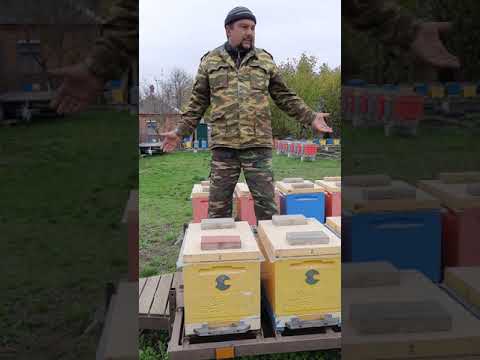 Видео: Изоляция Маток прошло 3 месяца.#изоляцияматок#малыхин#миленин#пчеловодство