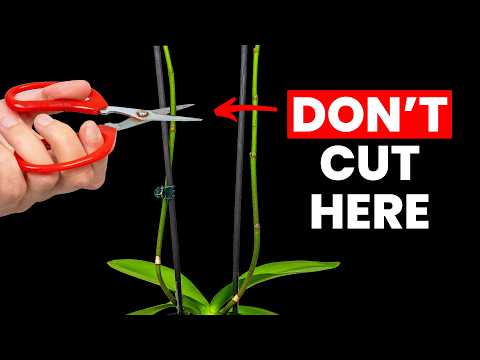 Видео: Хитрость, которая поможет вашей орхидее снова зацвести