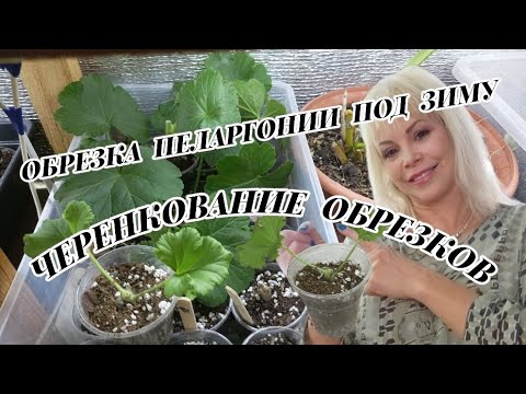 Видео: ✂️ РАБОТА С ПЕЛАРГОНИЕЙ: ОБРЕЗКА, ЧЕРЕНКОВАНИЕ