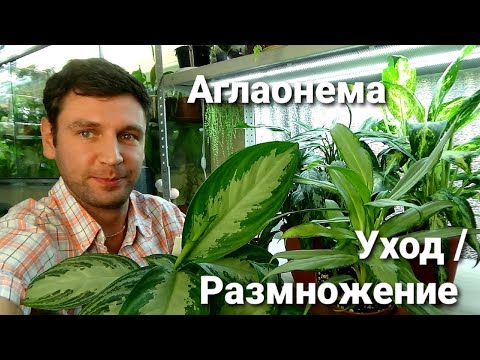 Видео: Аглаонемы/ Как я за ними ухаживаю