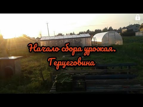 Видео: Начало сбора урожая. Ломка листа Герцеговина