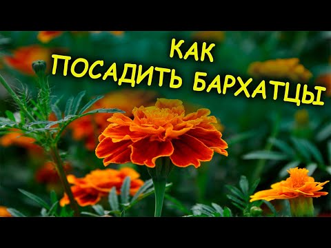 Видео: Бархатцы всходят моментально при таком посеве. Как вырастить рассаду бархатцев весной. Тагетес.